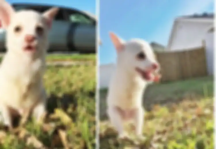 (Video) Mengharukan! Anak Anjing Ini Lahir Tanpa Kaki Depan tapi Masih Bisa Melompat-lompat Bak Kelinci