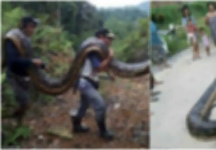 Temukan 2 Ular Piton Sedang Kawin, Warga Desa di Malaysia Malah Membunuh dan Menyantapnya