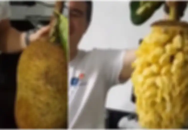 Cara Genius Kupas Buah Nangka Hanya 2 Menit, Tanpa Lengket, Mudah, dan Hasilnya Sempurna!