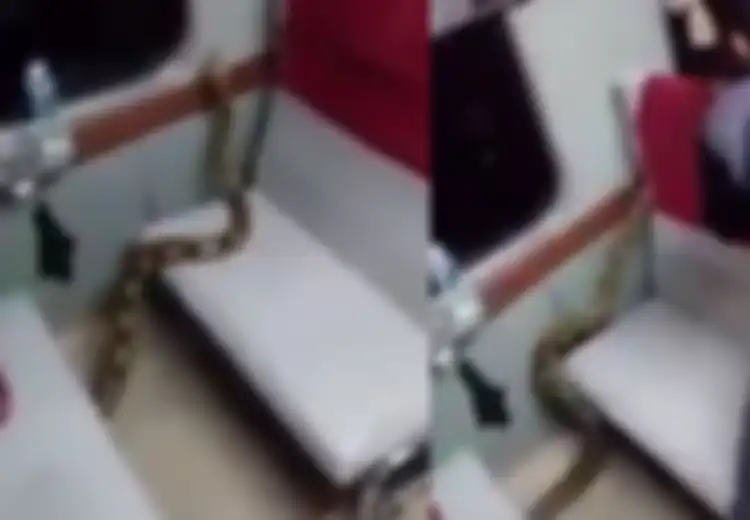 Heboh! Seekor Ular Besar 'Numpang Naik' di Kereta Api Kertajaya Jurusan Surabaya - Jakarta!