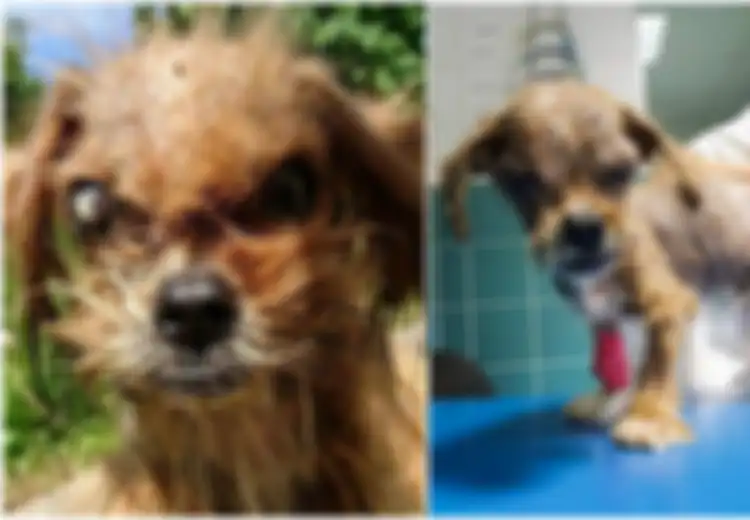 Ditemukan Seperti 'Monster', Anjing Ini Akhirnya Mendapatkan Kehidupannya Kembali