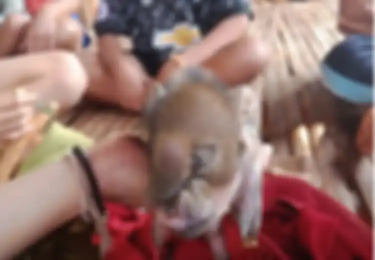 (Video) Langka, Bayi Babi Ini Terlahir Dengan 'Belalai Gajah'