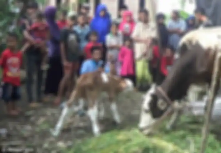 (Video) Aneh, Sapi Probolinggo Ini Terlahir Memiliki Wajah Seperti 'Kucing Persia'