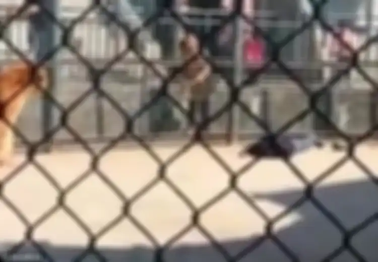 (Video) Mengerikan, Pria Ini Diterkam dan Dimakan Hidup-hidup oleh Harimau yang Dirawatnya