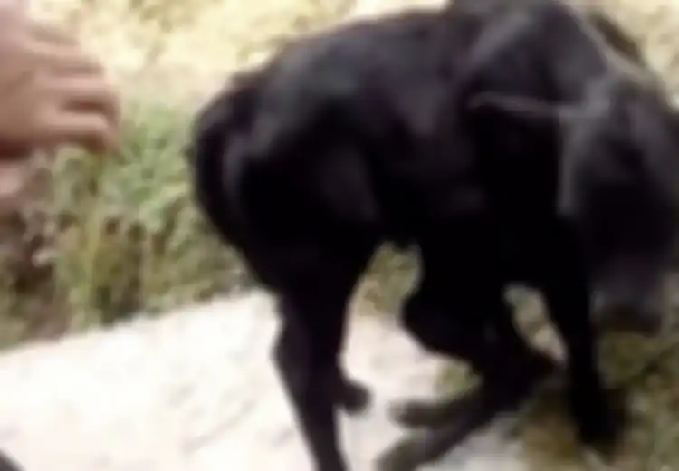 Disebut sebagai Sapi Mutan, Anak Sapi Ini Punya Enam Kaki dan Dua Pantat