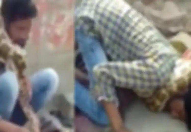 (Video) Mengerikan, di Hadapan Penonton Pertunjukan Ular Piton Ini Lilit Leher Pemiliknya hingga Pingsan