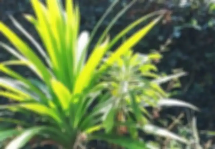 Turunkan Darah Tinggi hingga Rematik, Begini Cara Memanfaatkan Daun Pandan untuk Kesehatan!