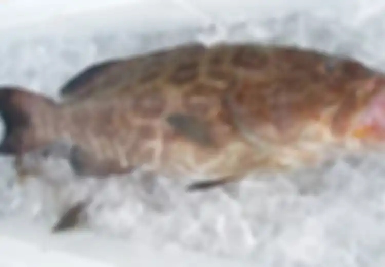Seorang Pria Rela Habiskan Uang Rp27 Juta Hanya untuk Membeli Satu Ekor Ikan Kerapu! Apa Keistimewaan Ikan Ini?