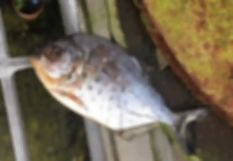 Bukan di Sungai, Ikan Piranha nan Ganas Ini Ditemukan di Selokan, Warga pun Heboh!