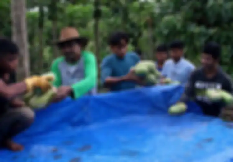 Setelah 13 Tahun Bekerja di Bank Dunia, Muslahuddin Pulang Kampung Memutuskan Jadi Petani dan Ubah Hidup Penanam Ganja