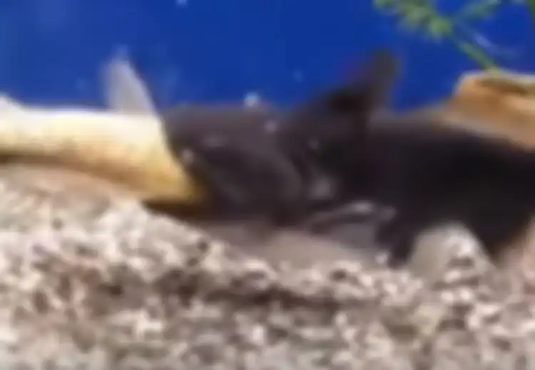 Ikan Golper, Si Rakus yang Sanggup Makan Ikan Lain Dengan Ukuran yang Lebih Besar Dalam Sekali Lahap