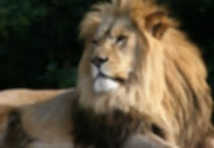 Kisah Tiga Rambut Singa