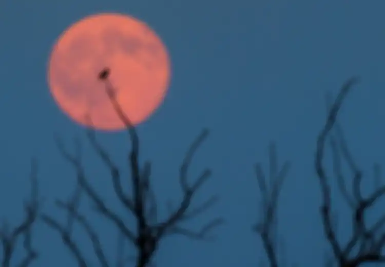 4 Fakta Menarik tentang Fenomena 'Strawberry Moon'