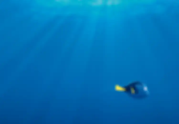 Kenali Hewan Laut Ini di Film Finding Dory: 5 Fakta Menarik dari Ikan Tang Biru Alias Dory