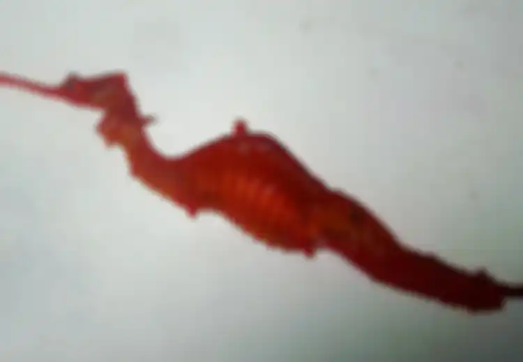 10 Spesies Terbaru yang Ditemukan Tahun 2016: Naga Laut Merah dan Damselfly
