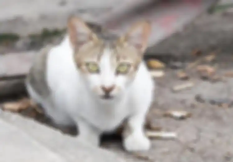 Ini Penyebab Kucing Hobi Meregangkan Tubuh