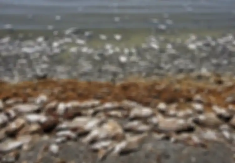 Zat Kimia Beracun yang Terdapat pada Ikan Laut Membahayakan Terutama Bagi Bayi di Bawah 6 Bulan