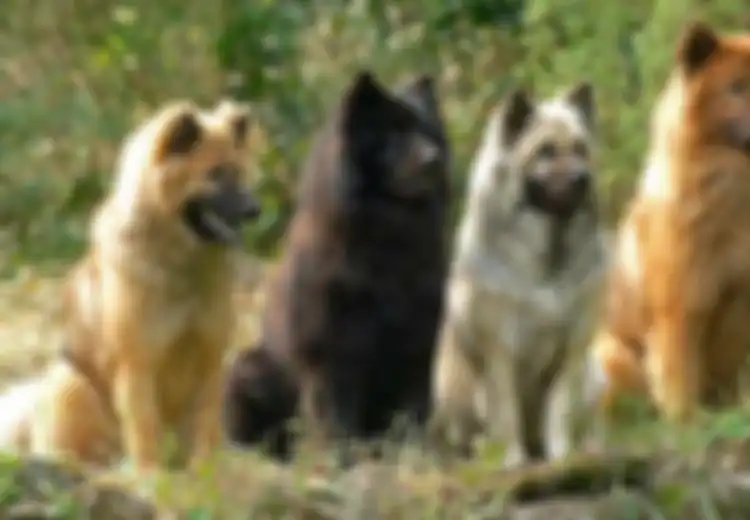 5 Anjing Peliharaan Jenis  Ini Ternyata Sudah Ada di Bumi Sejak Dahulu Kala