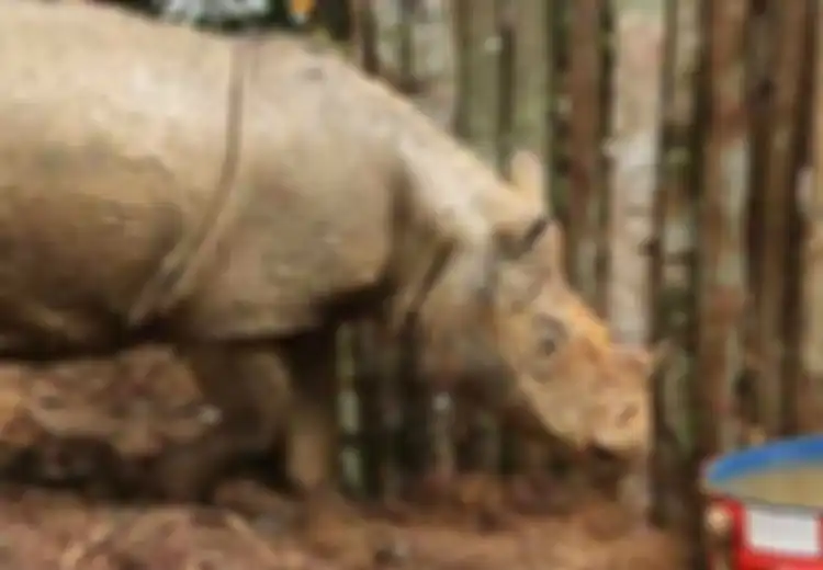 Peneliti Konservasi Berhasil Menemukan Badak Sumatera di Kalimantan