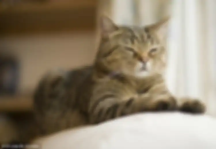 Kucing Memiliki Harapan Hidup Lebih Lama Dibanding Anjing