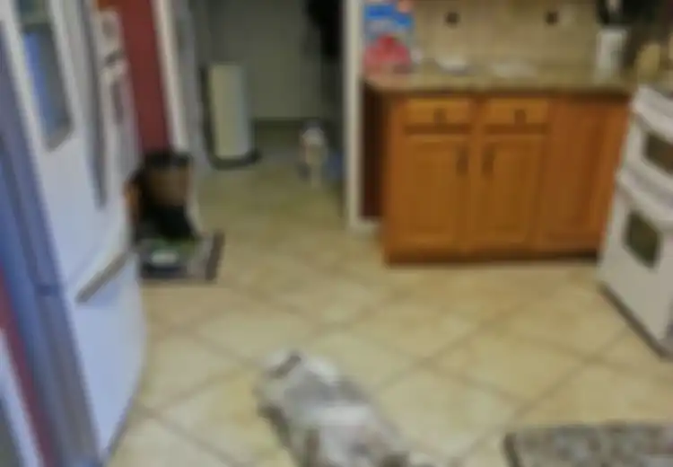 Kisah Seekor Kucing yang Mencari Temannya Terkuat