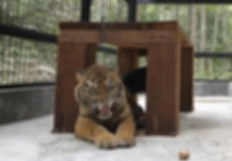 Gawat, Habitat Harimau Sumatera Makin Terancam!
