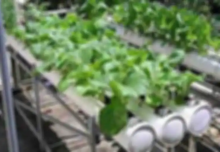 Serunya Berkebun di Depan Rumah