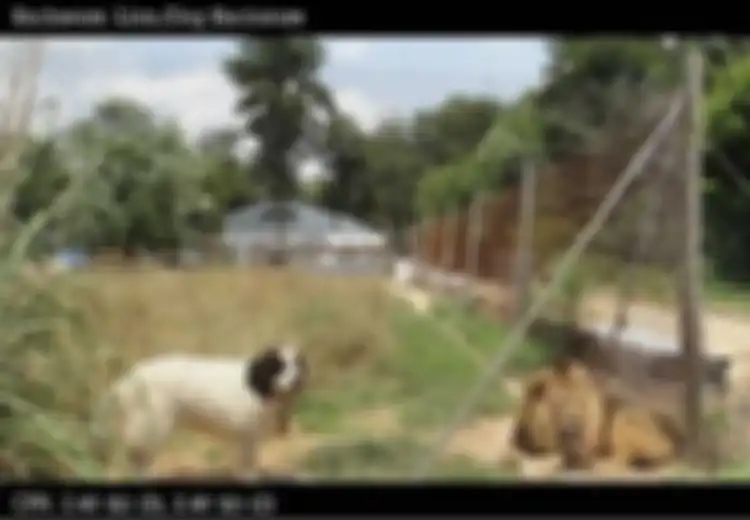 Kisah Anjing yang Bijaksana