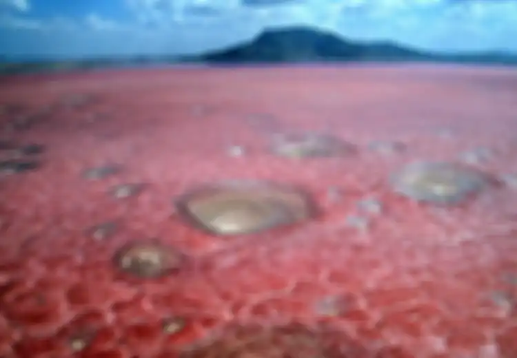 Danau Natron Mengubah Binatang menjadi Patung Menyeramkan