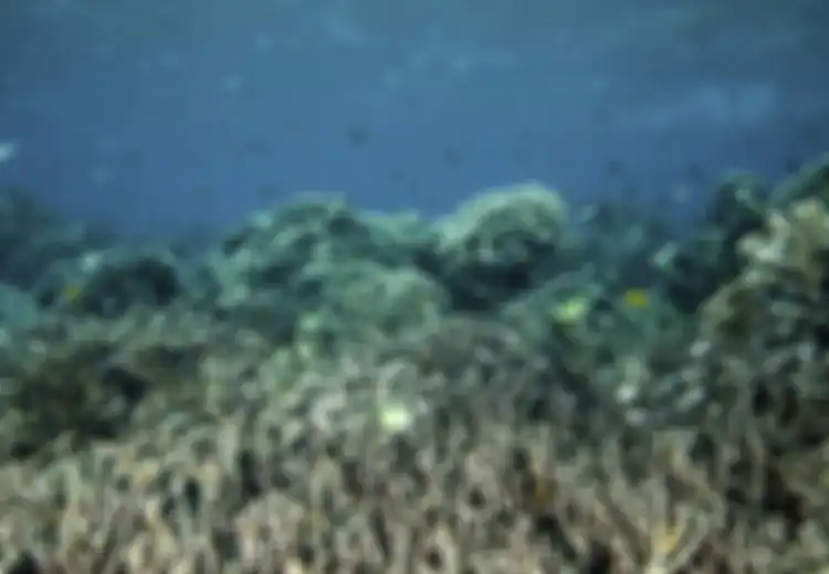 5 Surga Bawah Air Indonesia: Kepulauan Derawan (4)