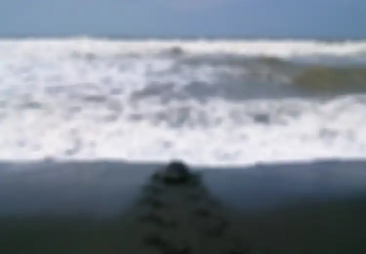Melongok Penyu di Pantai Samas Bantul