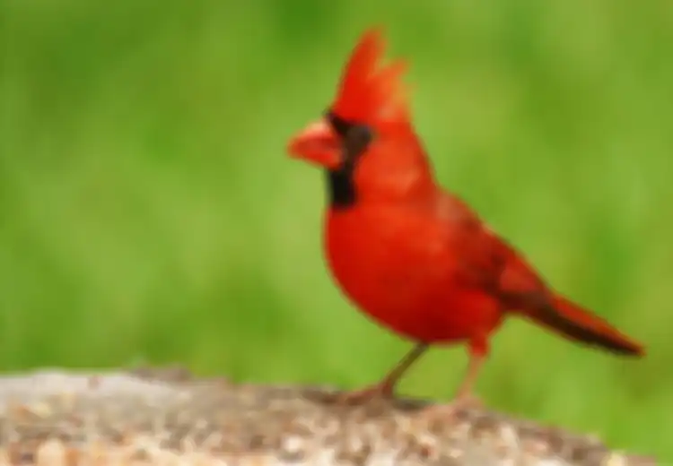 Kisah si Bulu Merah Kecil