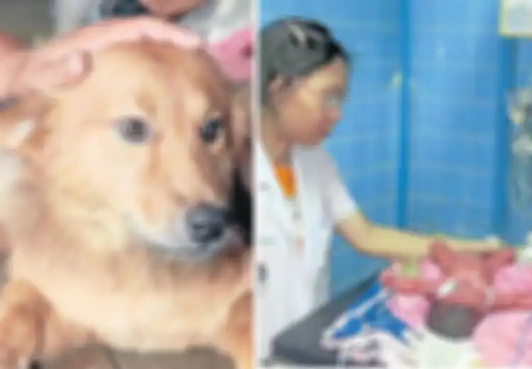 Kisah Seekor Anjing Menyelamatkan Bayi Baru Lahir yang Dibuang ke Tempat Sampah