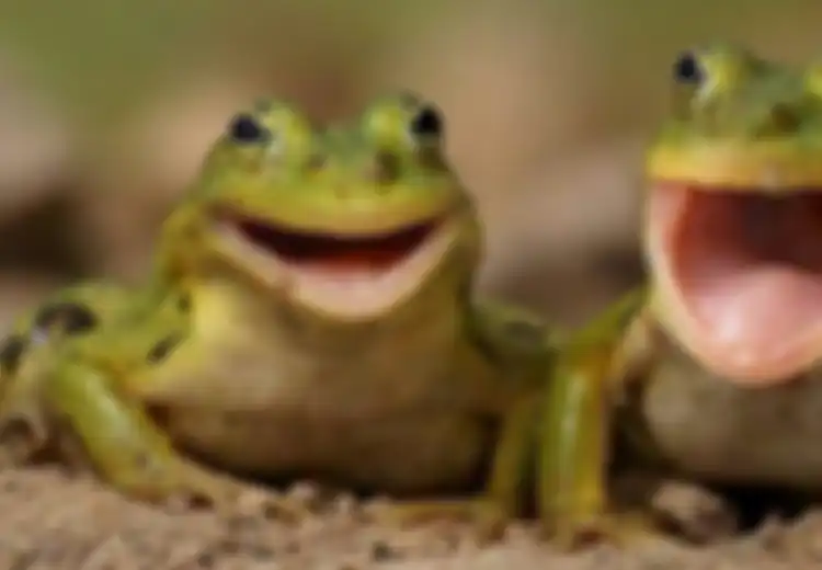 Kisah Katak dan Istrinya