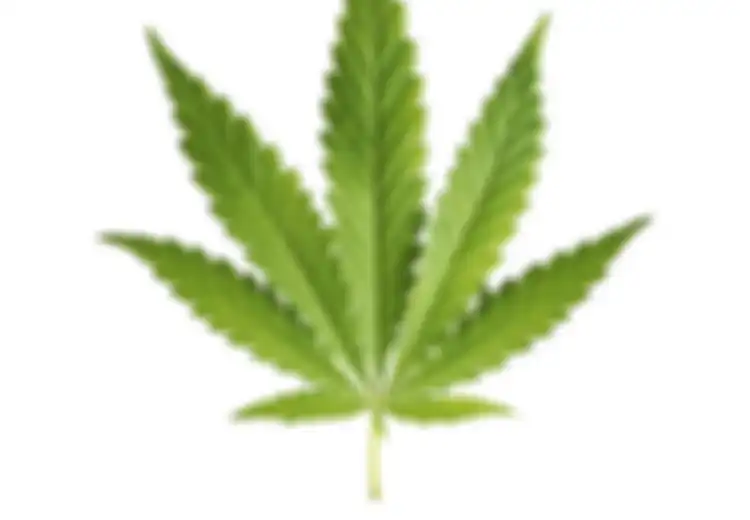 Bisa untuk Terapi, Ganja Dikeluarkan dari Kelompok Narkotika, Begini Ihwalnya….