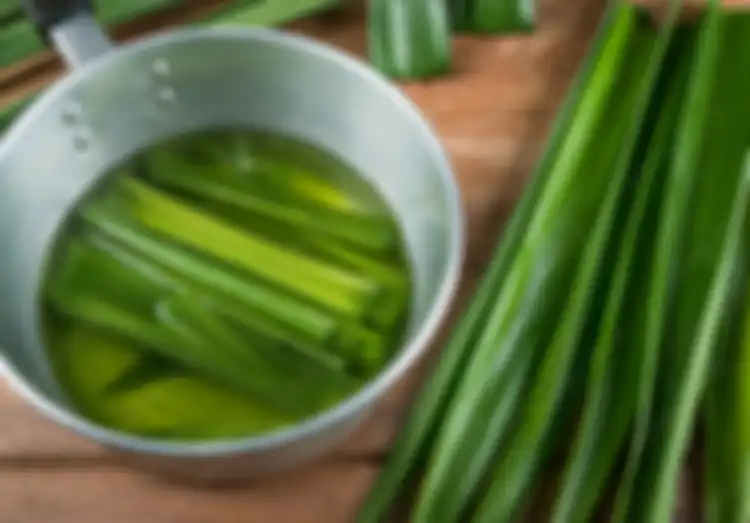 Air rebusan daun pandan bisa dijadikan obat alami untuk turunkan darah tinggi