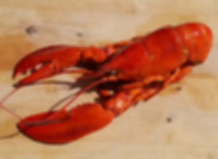 Lobster