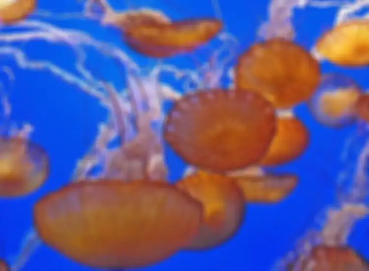 Contoh-contoh hewan invertebrata, ada cacing hingga ubur-ubur