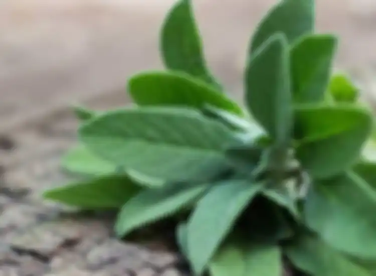 Daun sage
