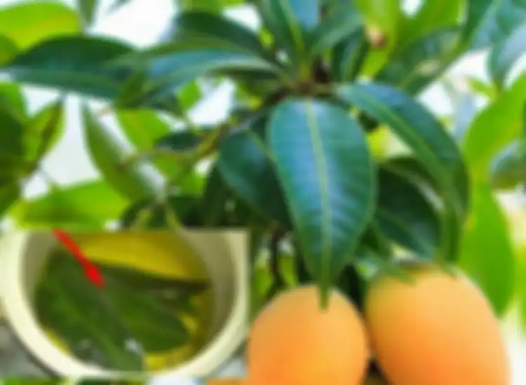 daun mangga bisa menurunkan kolesterol tinggi