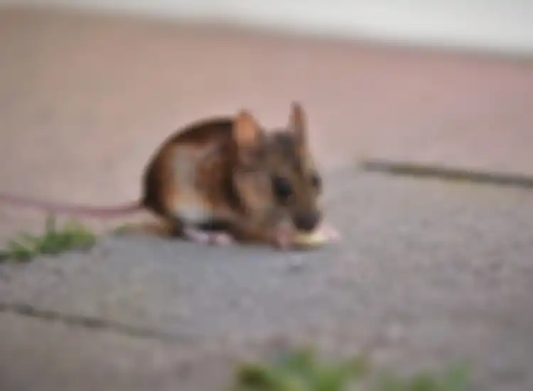 Cara mengusir tikus tanpa membunuh 