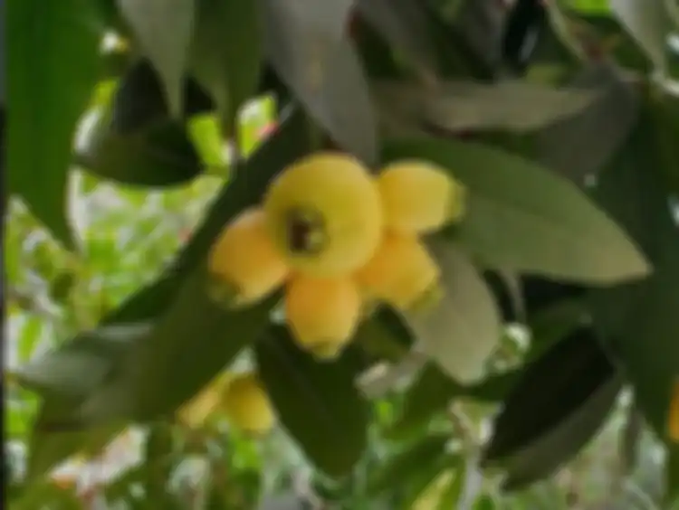 Jambu Mawar yang tumbuh di kebun Mayangsari