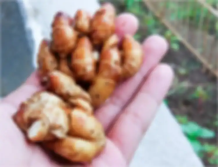 Kencur ternyata bisa jadi obat untuk sembuhkan batuk