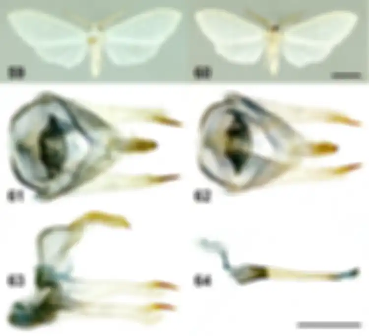 Arctiinae