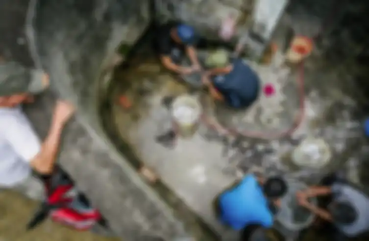 Untuk membersihkan bulunya, biasanya tikus-tikus tersebut ditempatkan ke dalam air panas.