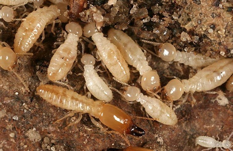 Cryptotermes inspiratus (rayap tanah).