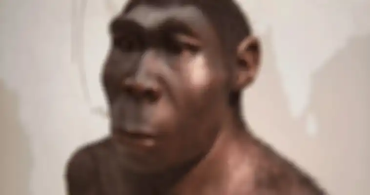 Homo Erectus