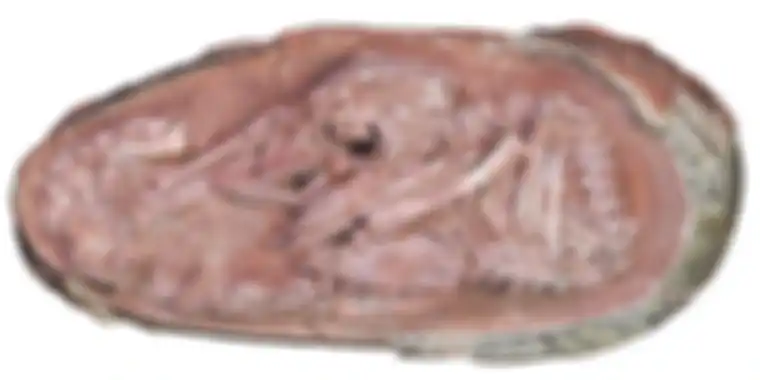 Penemuan ini menunjukkan bahwa dinosaurus berbagi banyak sifat dengan burung. Ini ditunjukkan oleh posisi pra-penetasan dari embrio Bayi Yinliang.