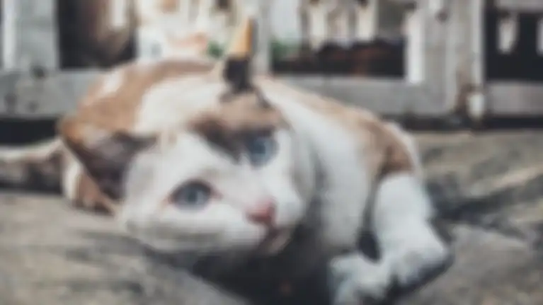 Video pria makan kucing hidup-hidup viral.