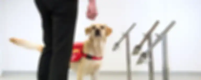 Anjing yang dilatih oleh Medical Detection Dogs
